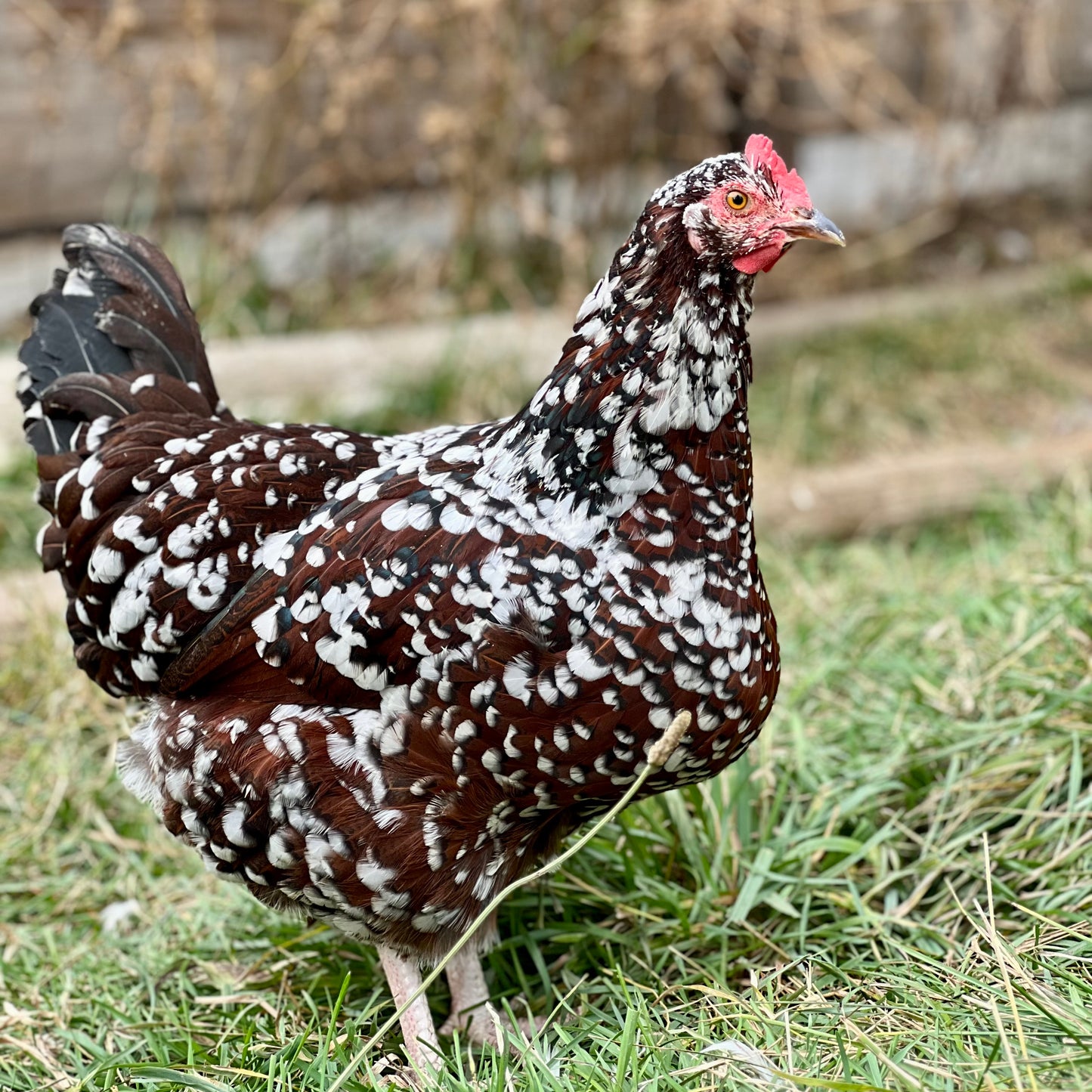 Speckled sussex chicks (straightrun)