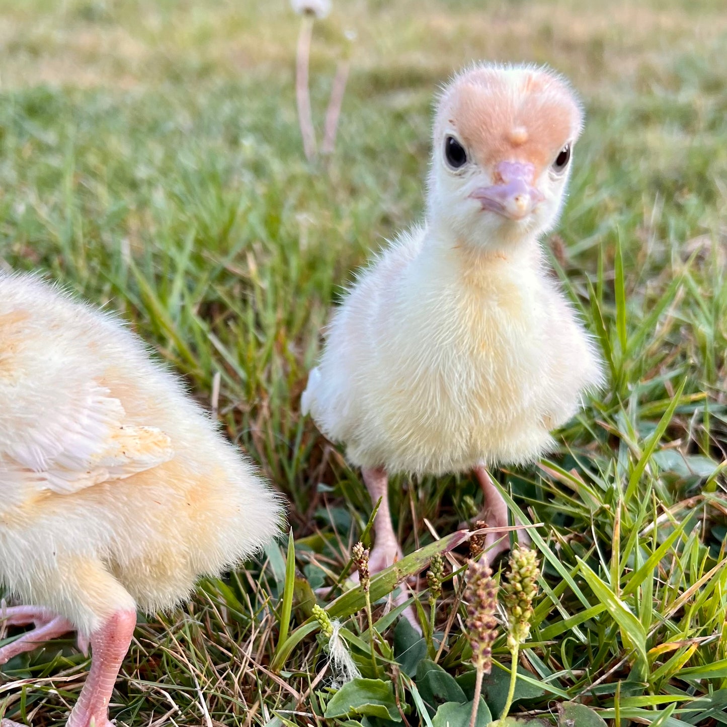 MiniClassic Turkey Poults - day old straightrun