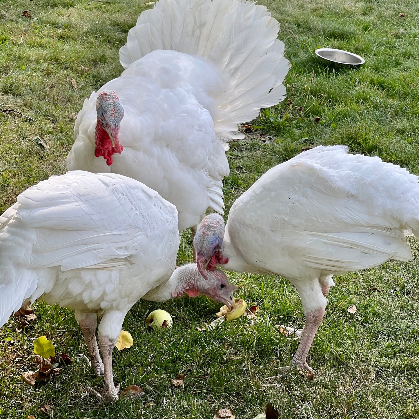 Ready to pick up Mini Classic white turkey poults - hatch date, July 15th