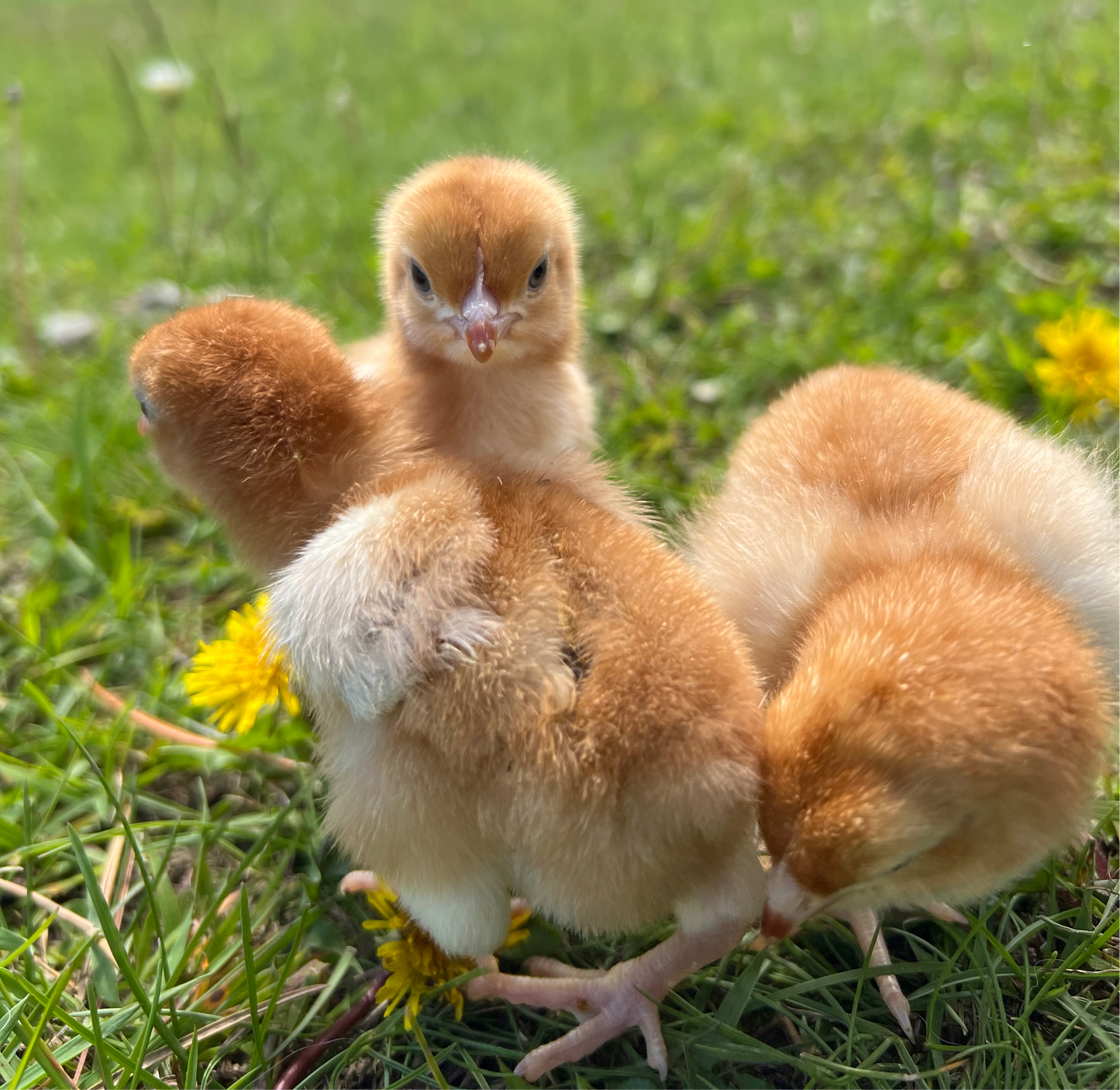 Caramel Queen chicks (sex-linked)
