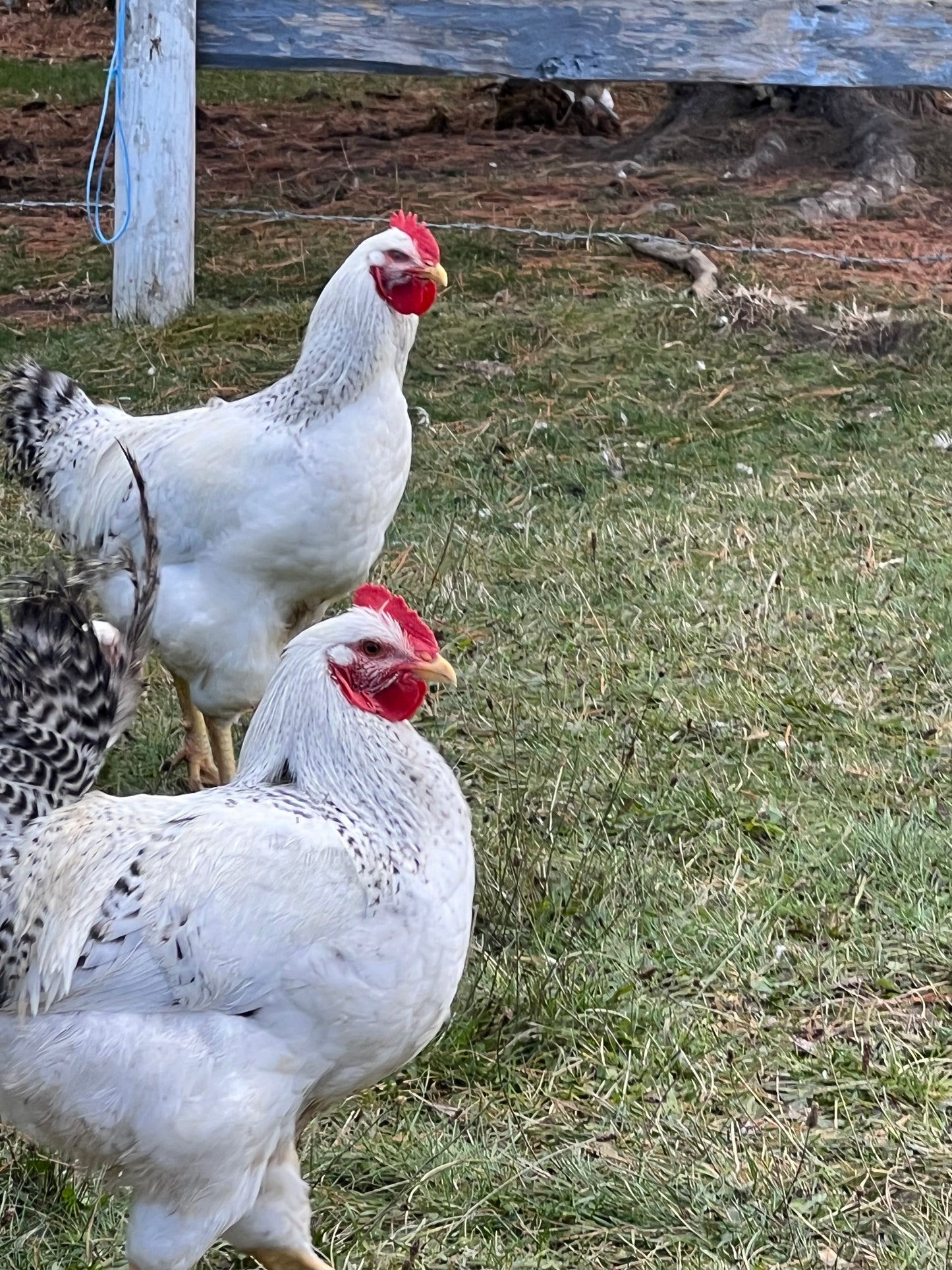 Delaware chicks (straightrun)