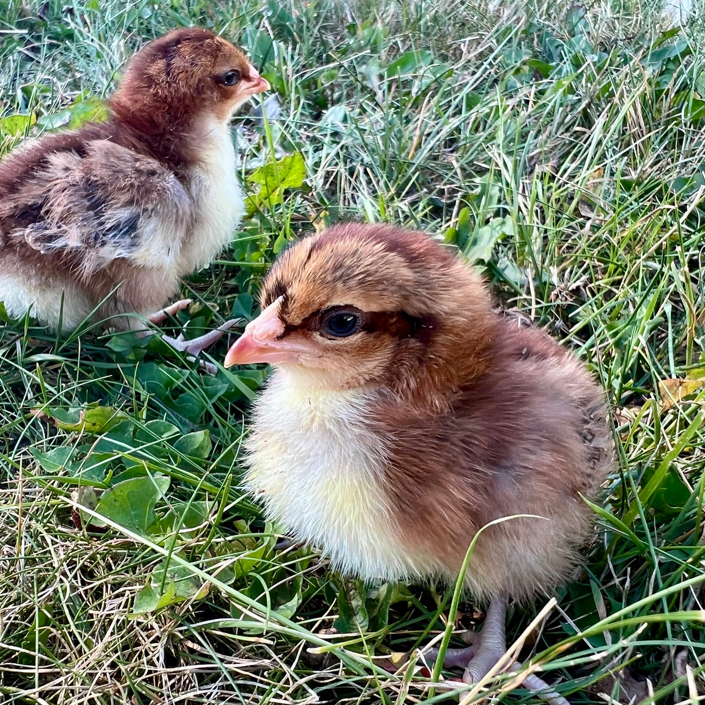 Brown leghorn chicks (straightrun)