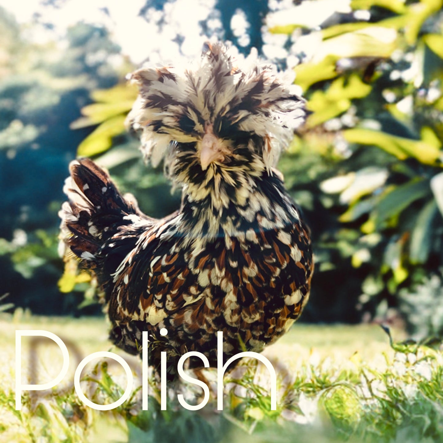 Polish day old chicks (straightrun)
