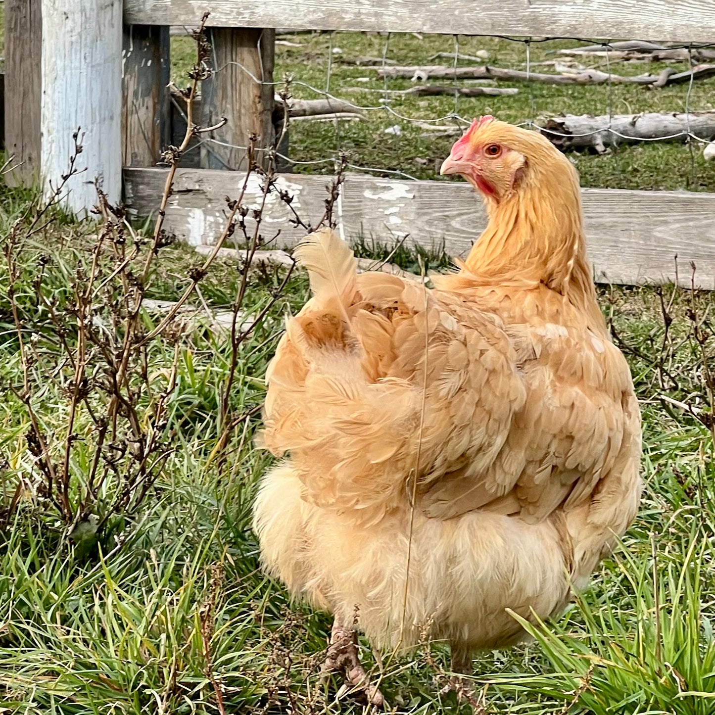 Orpinton Chicks (straightrun)
