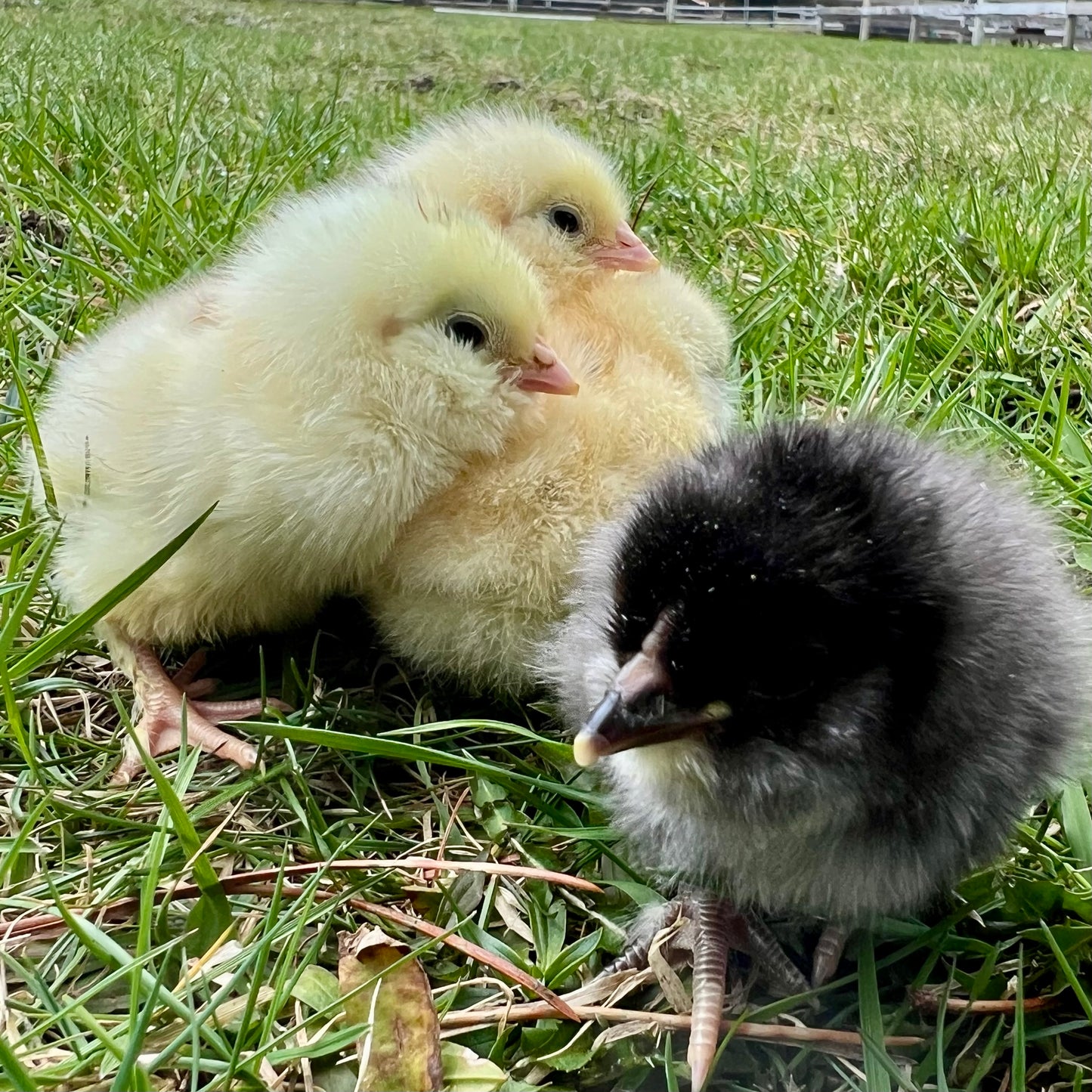 Favaucana chicks - our easter eggers (straightrun)