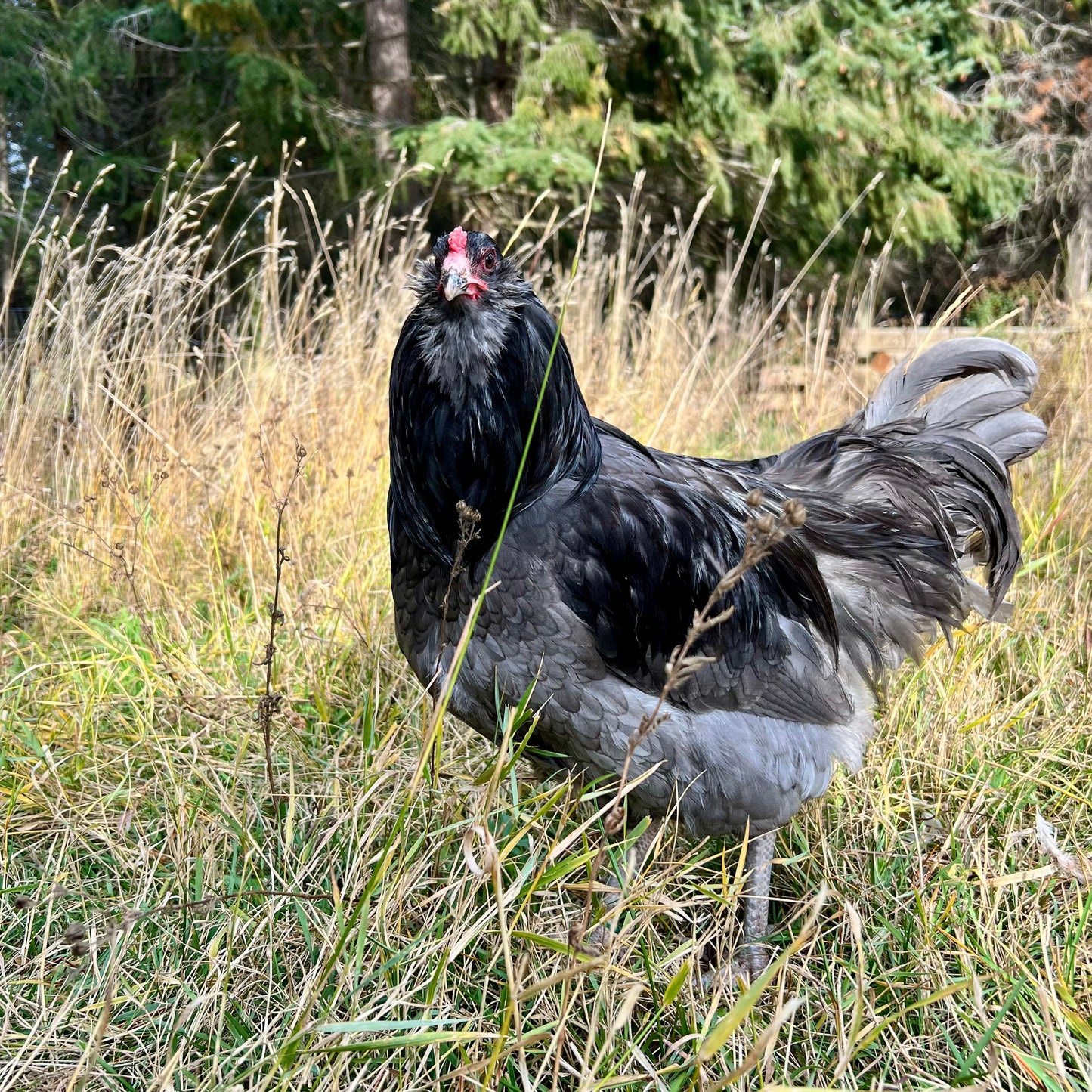 Ameraucana chicks (straightrun)