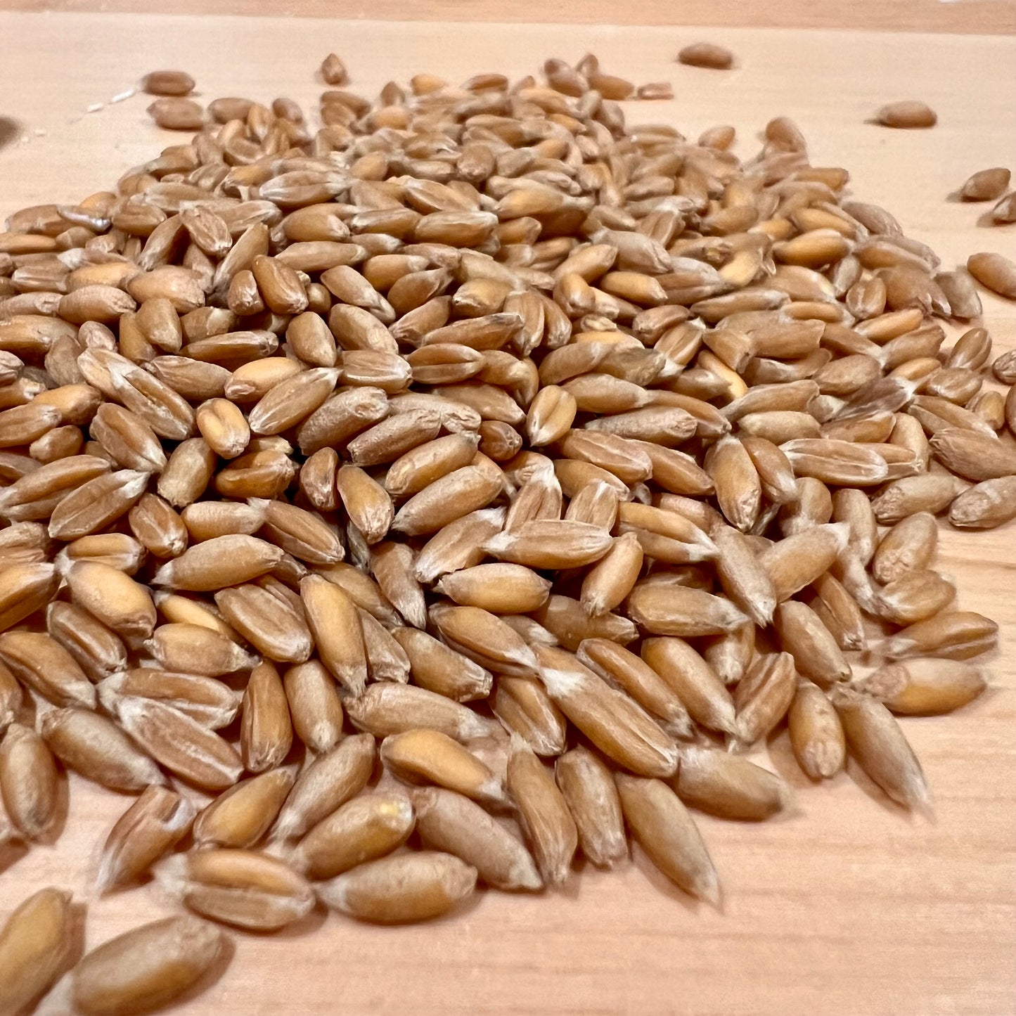 Fresh Milled Unsifted Khorasan Flour (Kamut®)