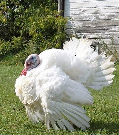 Ready to pick up Mini Classic white turkey poults - hatch date, July 15th