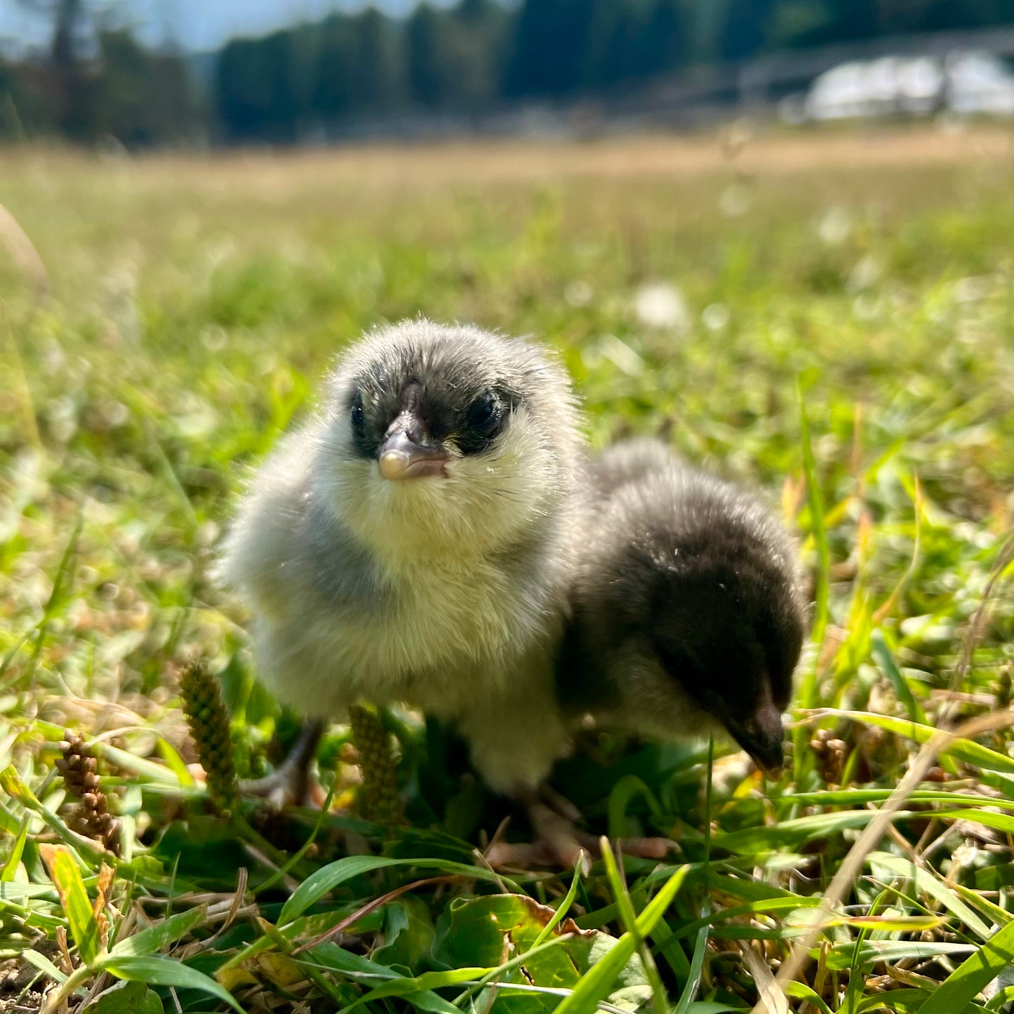Ameraucana day old chicks (straightrun)