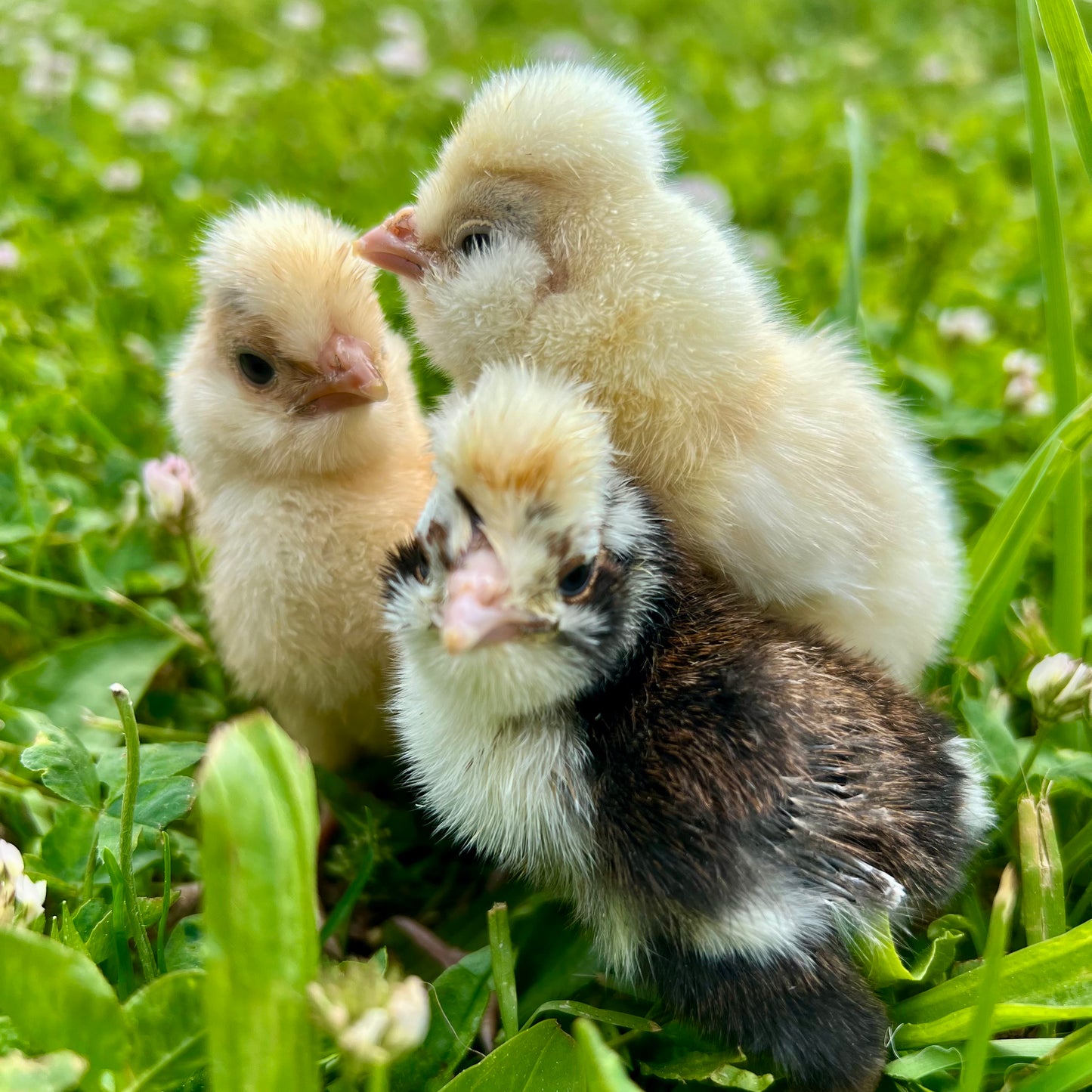 Week 1 - Well started, ready to pick up Chicks
