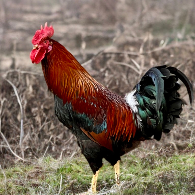 Welsummer Chicks (autosexing)