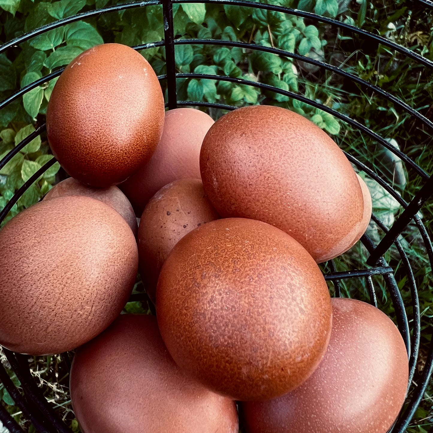 Marans Chicks (straightrun)