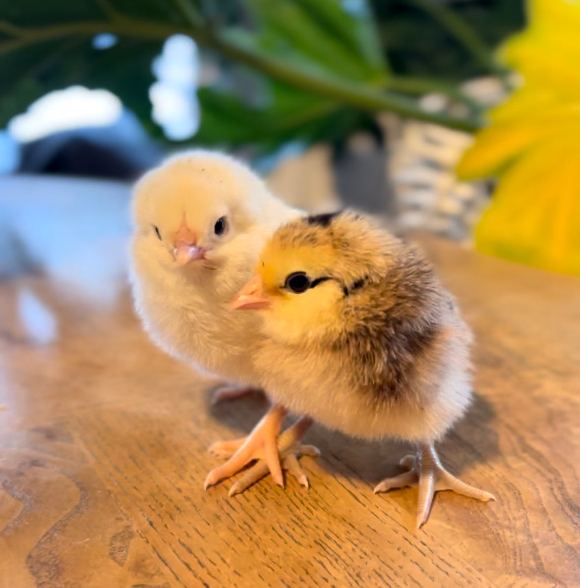 Olive egger chicks (straightrun)