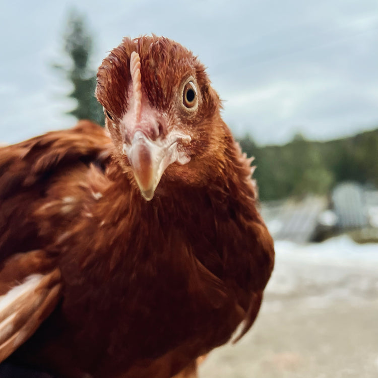 Pullet