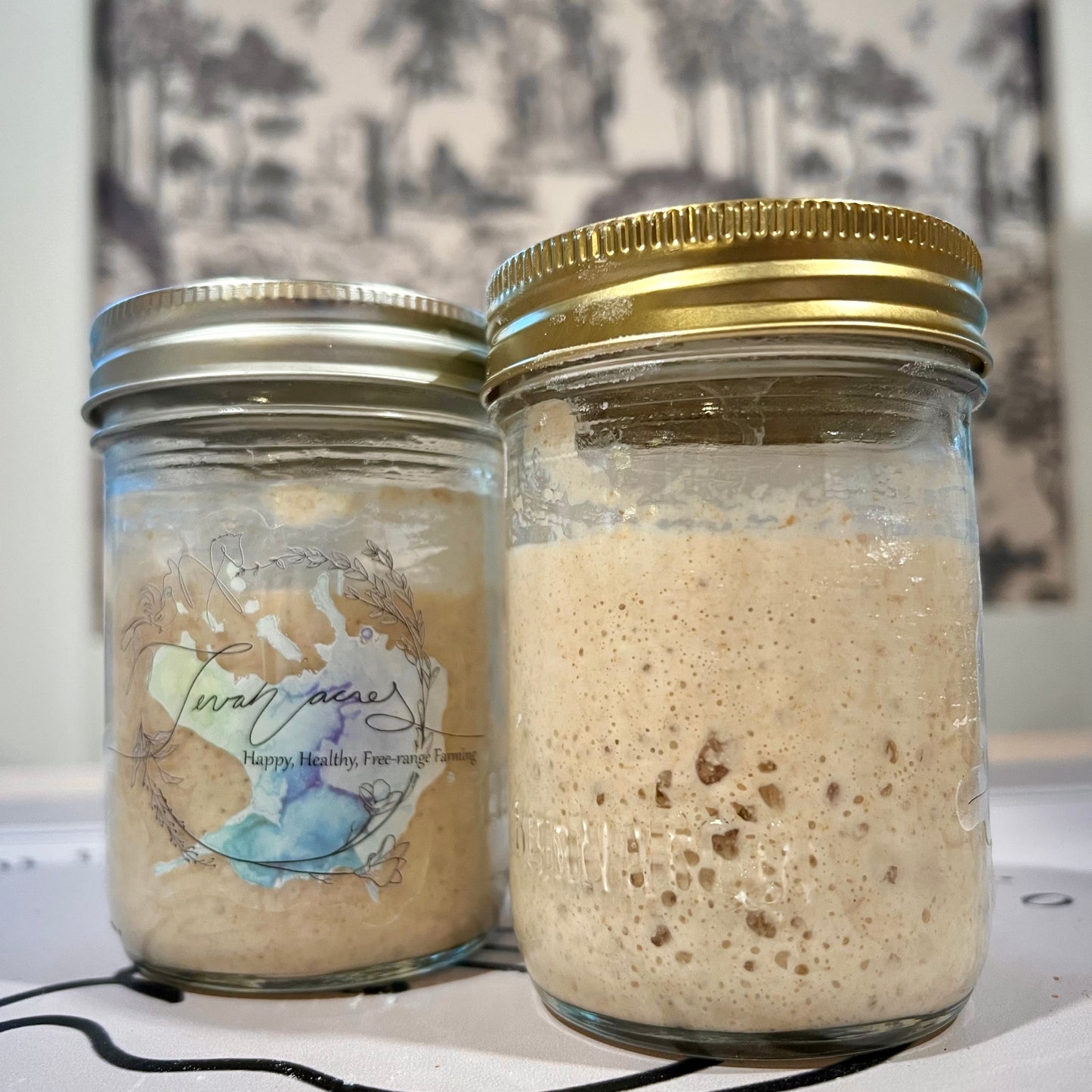 Tevah Flour Co. Sourdough starter