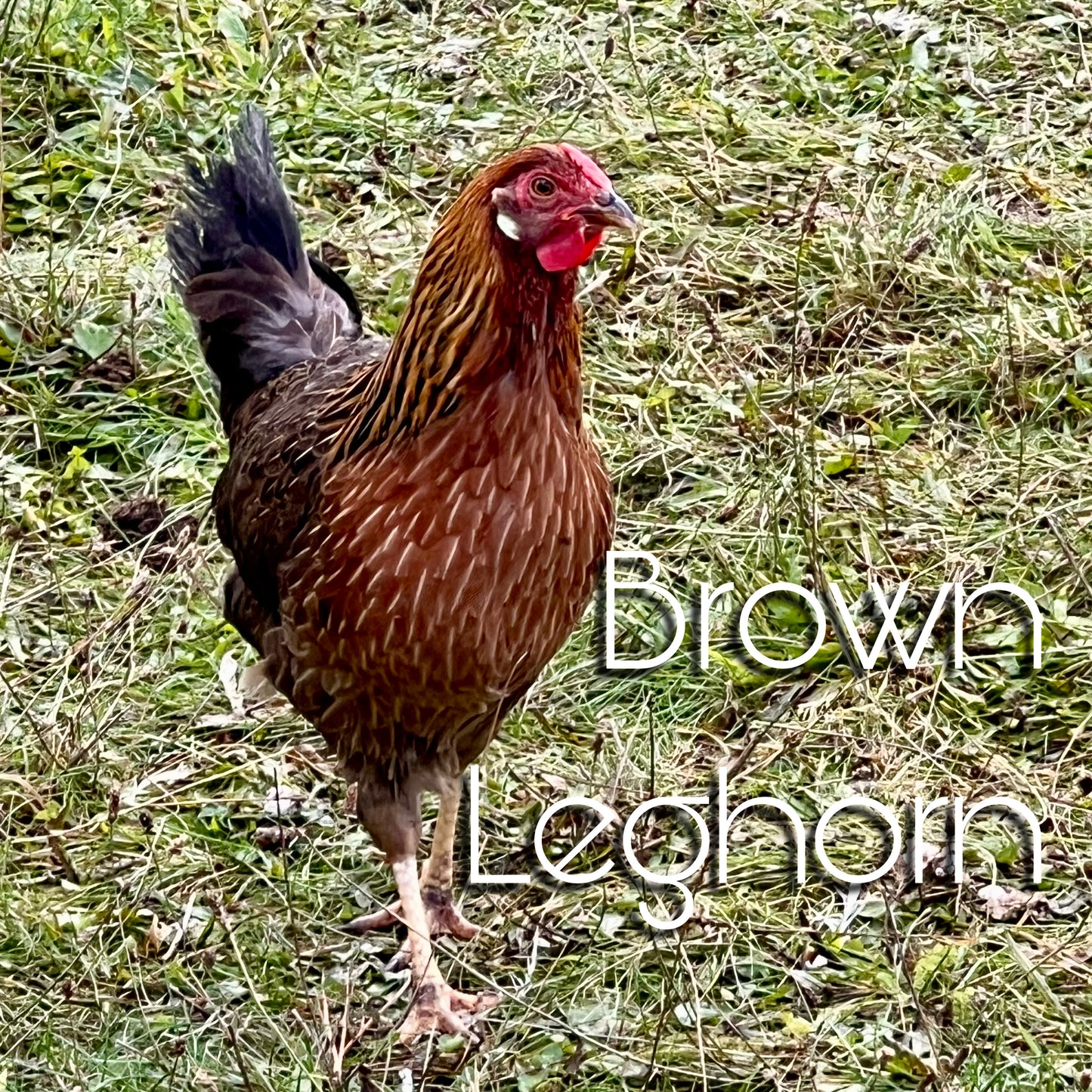 Brown leghorn chicks (straightrun)