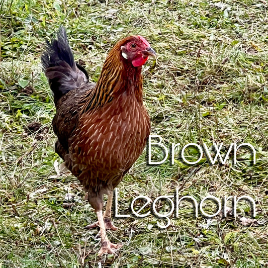 Brown leghorn chicks (straightrun)