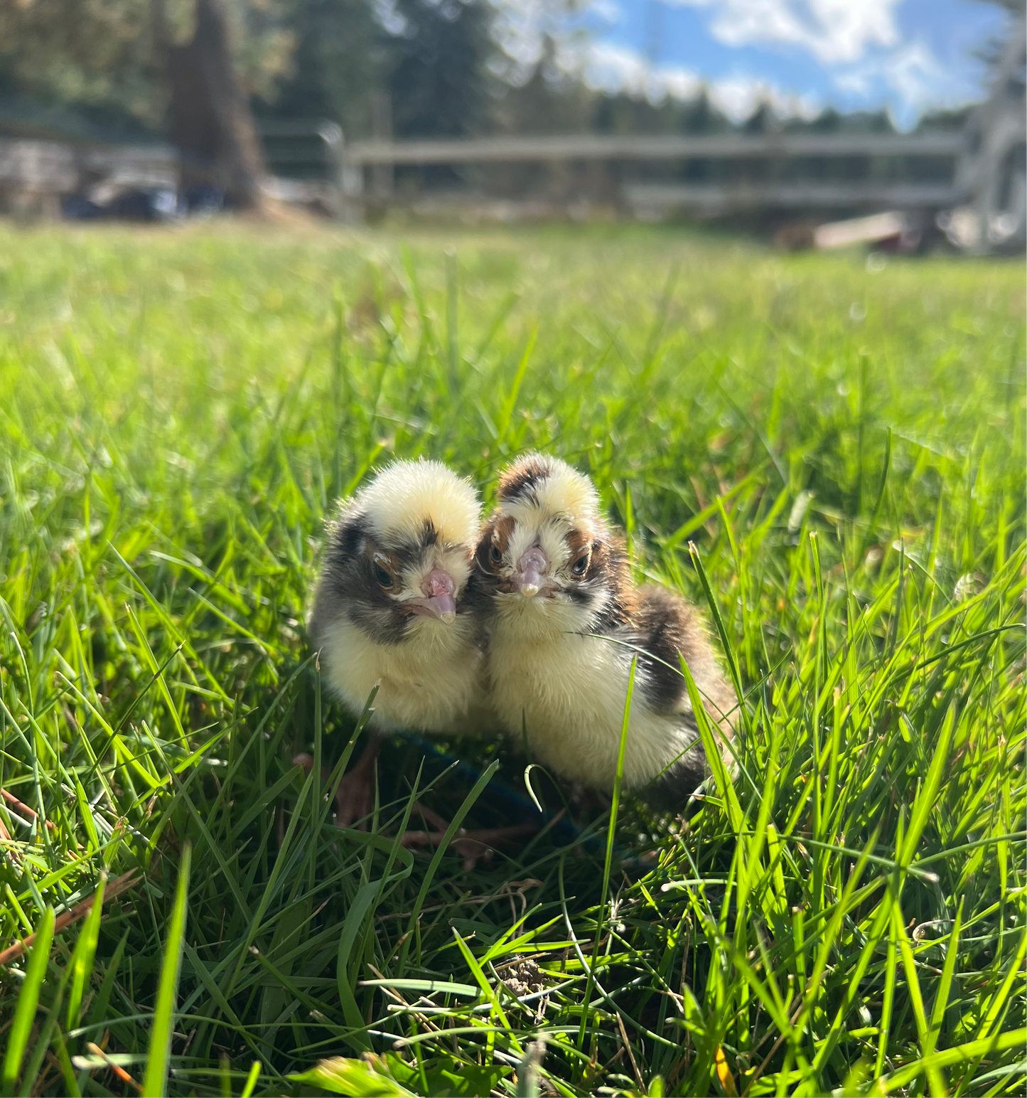 Polish chicks (straightrun)