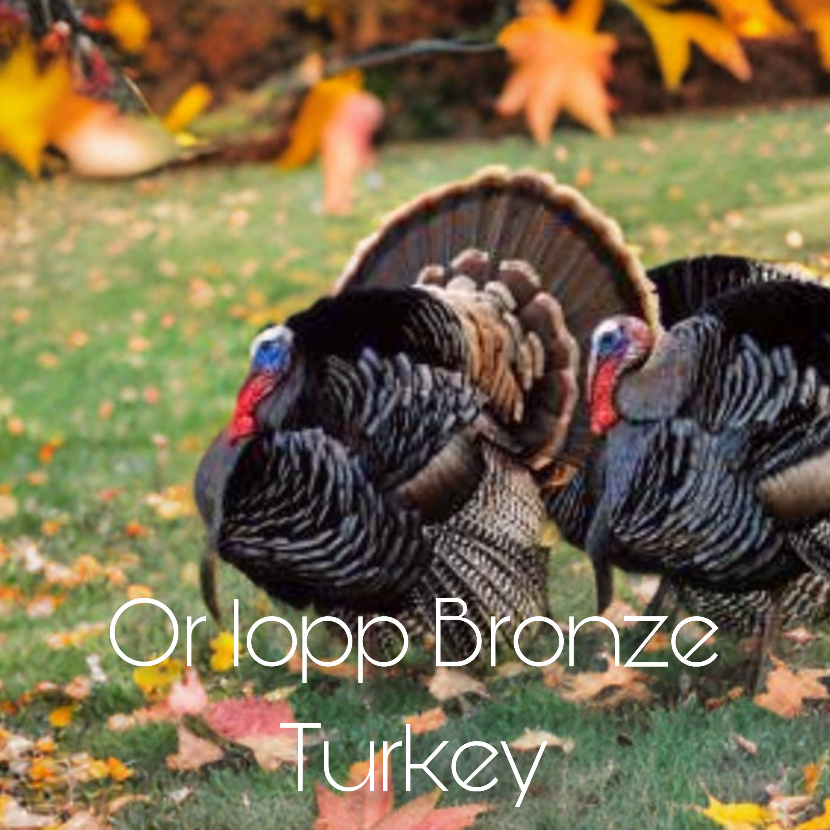 Orlopp Bronze Turkey Poults - day old straightrun – Tevah Acres