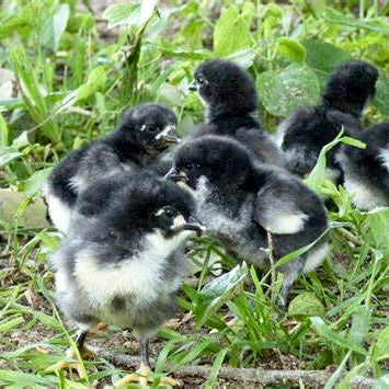 Tevah Ebony Dual Purpose Chicks