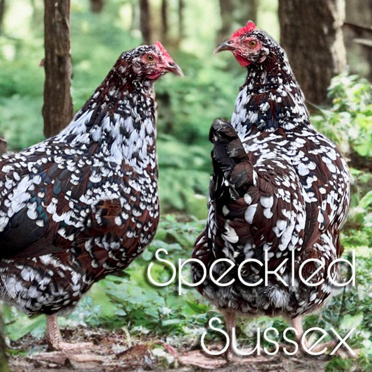 Speckled sussex chicks (straightrun)