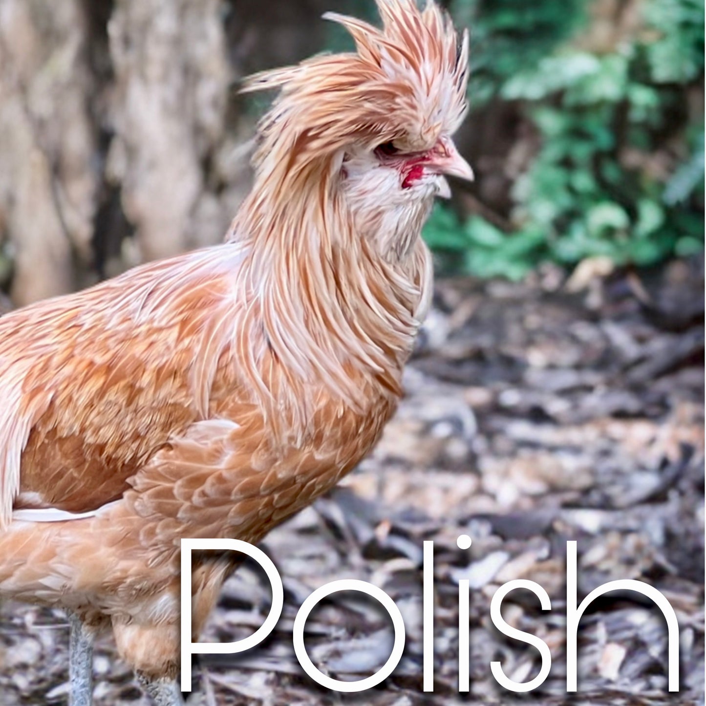 Polish chicks (straightrun)
