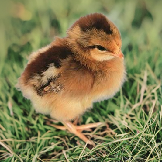 Little roosters - ready to pick up Chicks