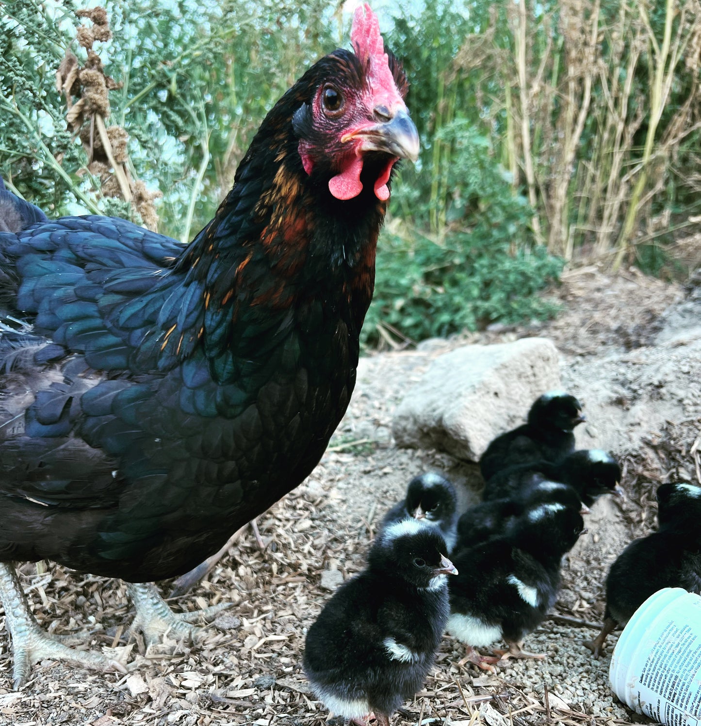 Tevah Ebony Dual Purpose Chicks