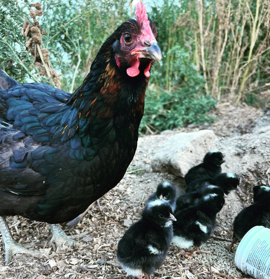 Tevah Ebony Dual Purpose Chicks