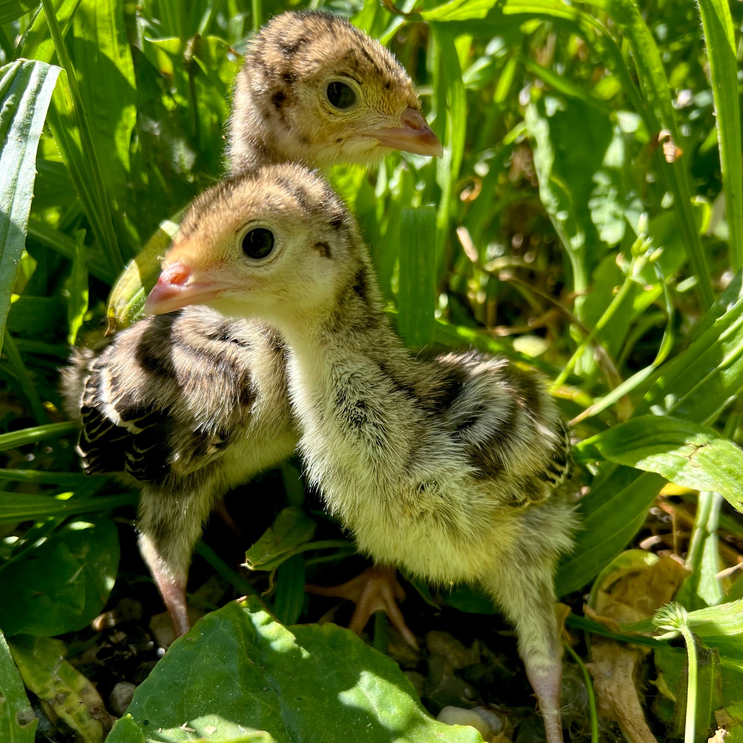 Orlopp Bronze Turkey Poults - day old straightrun