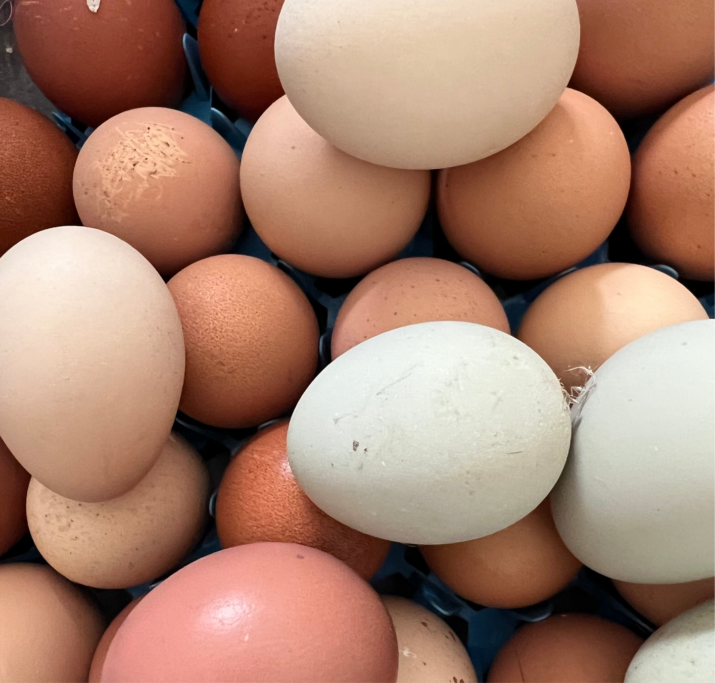 Weekly hatching eggs - pickup only