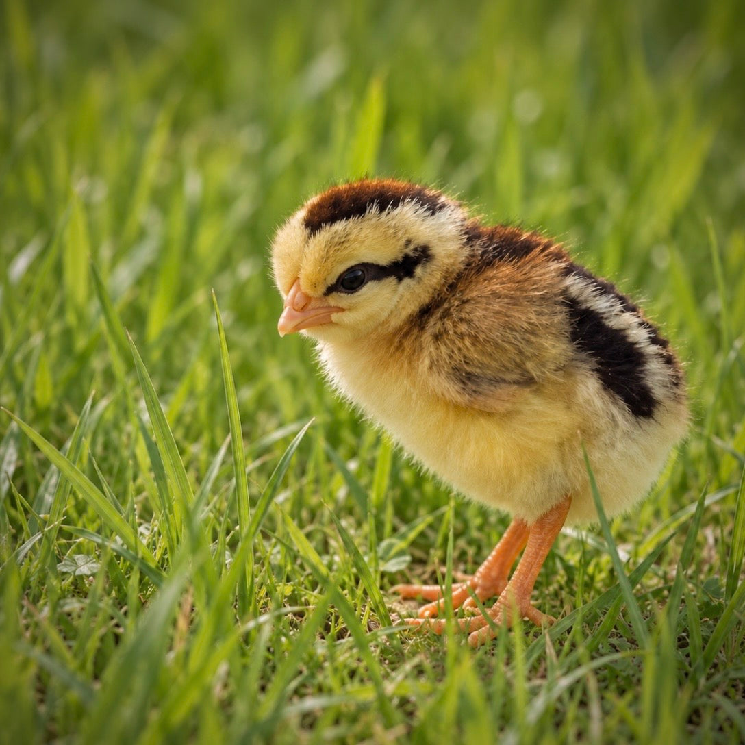 Silver Phoenix Day Old chicks (straightrun)