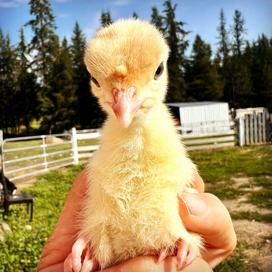 Ready to pick up Mini Classic white turkey poults - hatch date, July 15th