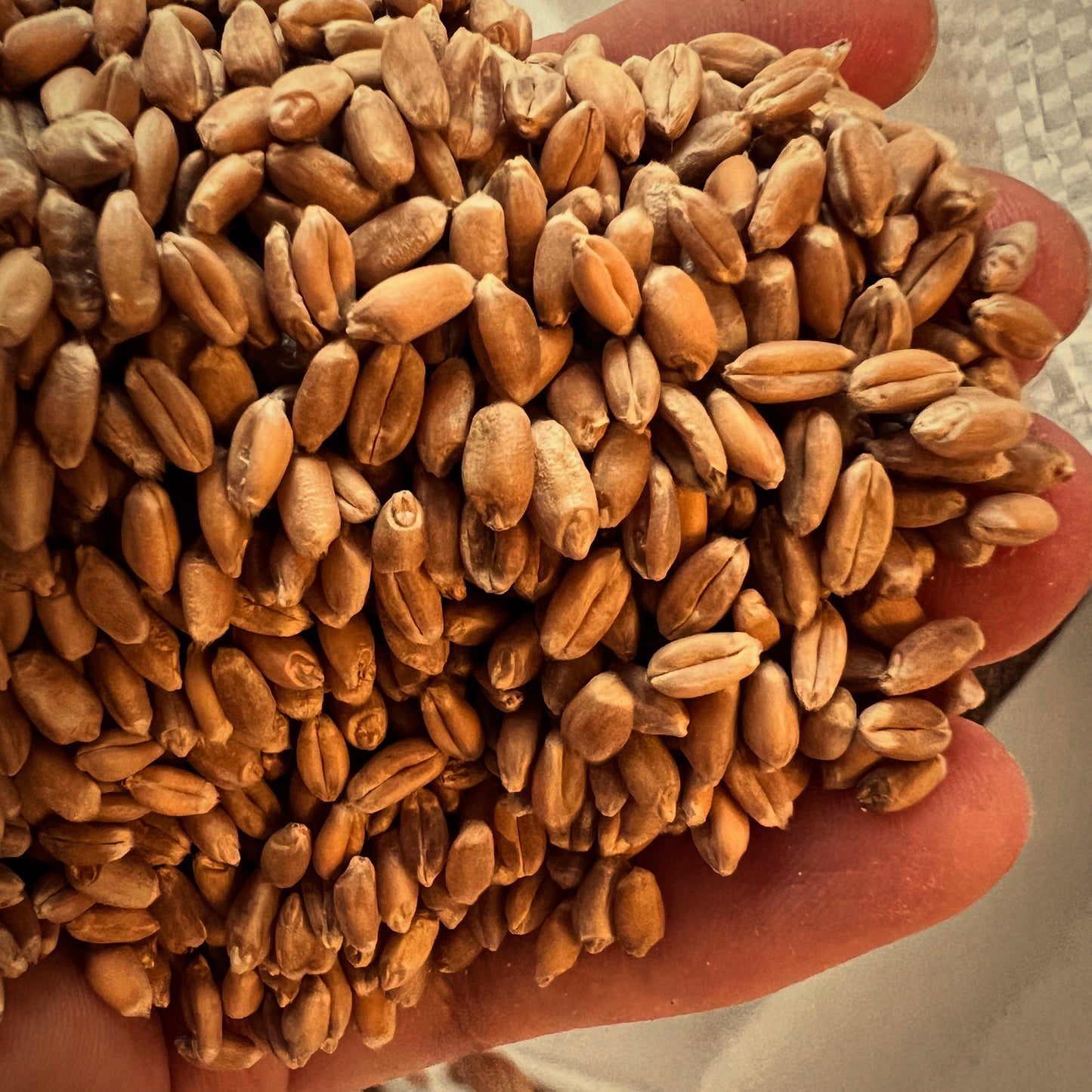 Bread Blend Whole Wheat Berries