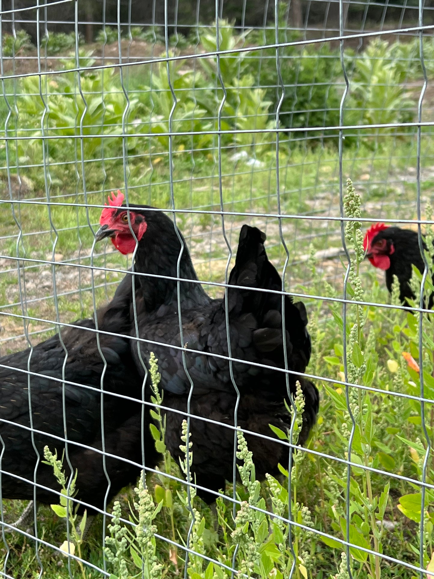 Tevah Ebony Dual Purpose Chicks