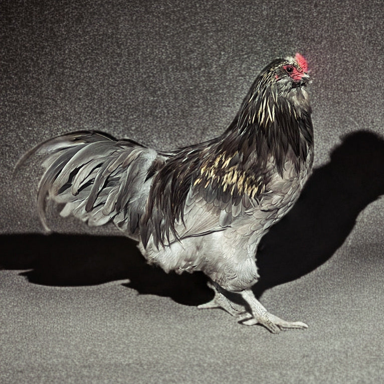 Ameraucana day old chicks (straightrun)