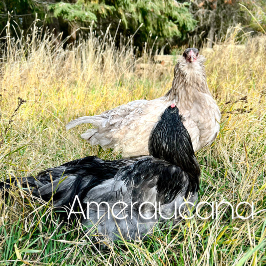 Ameraucana chicks (straightrun)