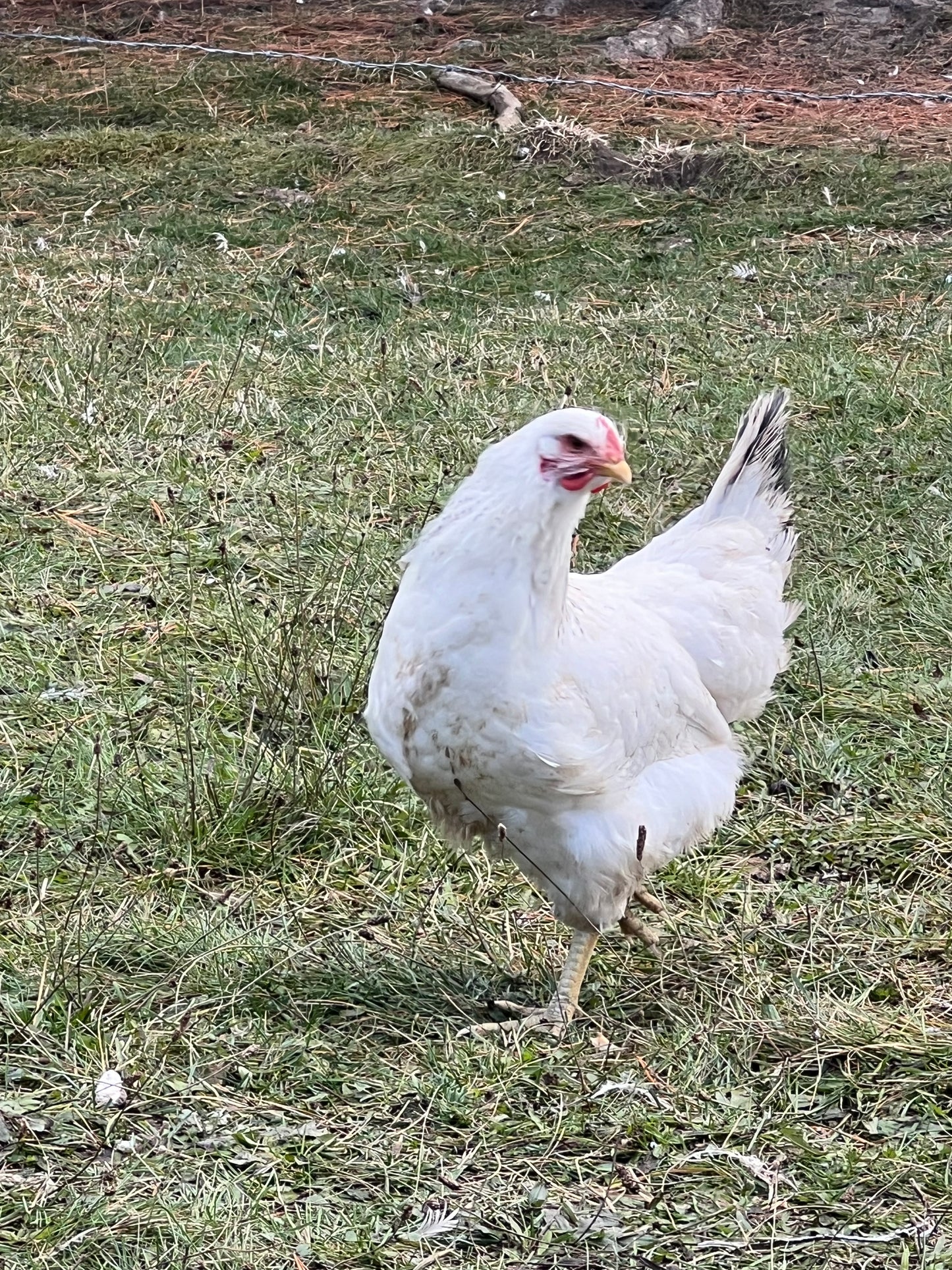 Delaware chicks (straightrun)