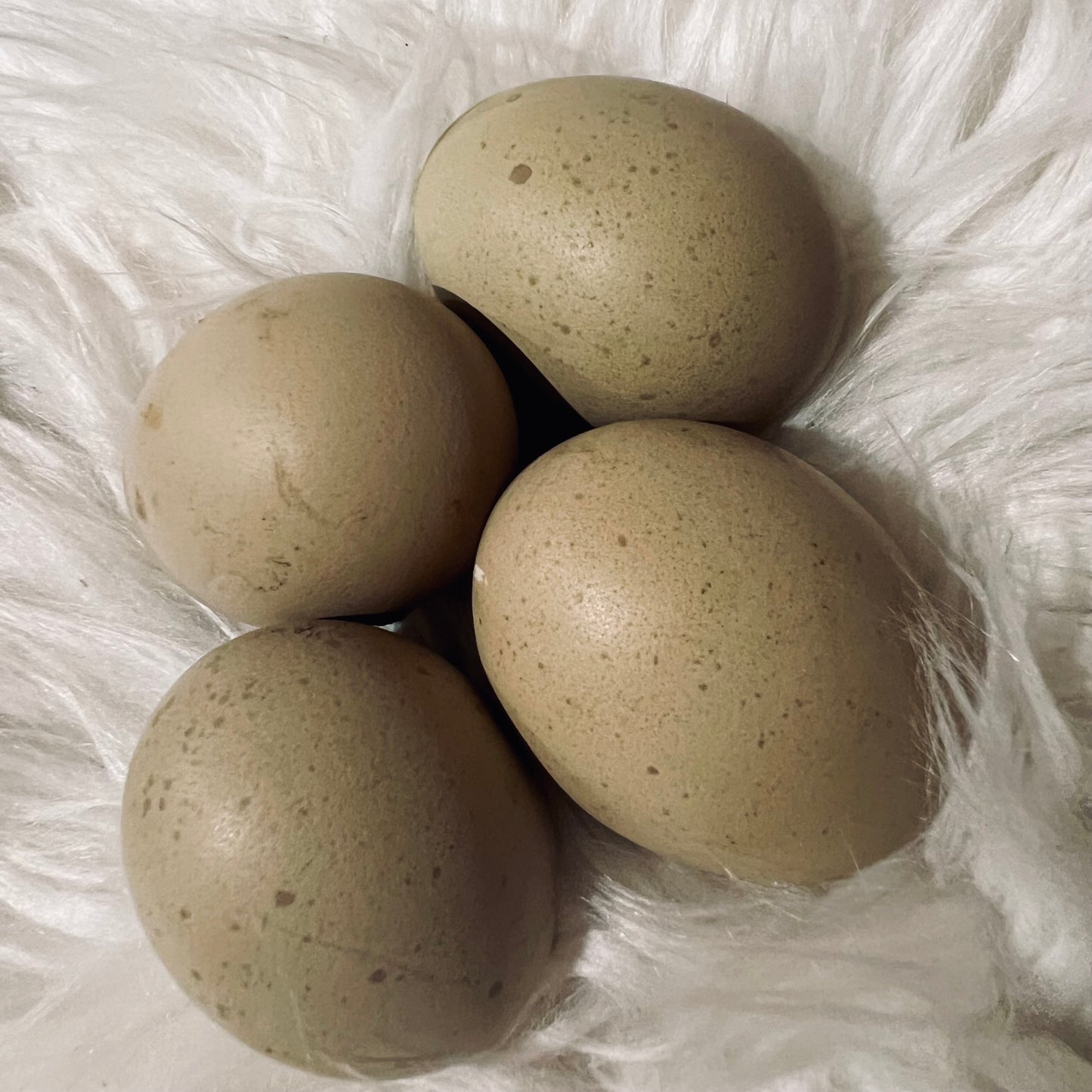 Olive egger chicks (straightrun)