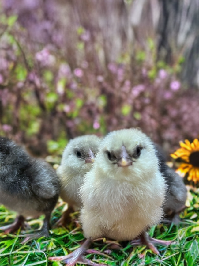 Ameraucana day old chicks (straightrun)
