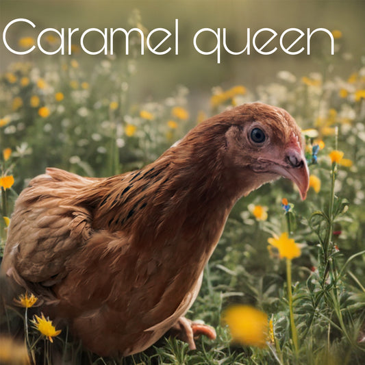 Caramel Queen day old chicks (feather sexable)