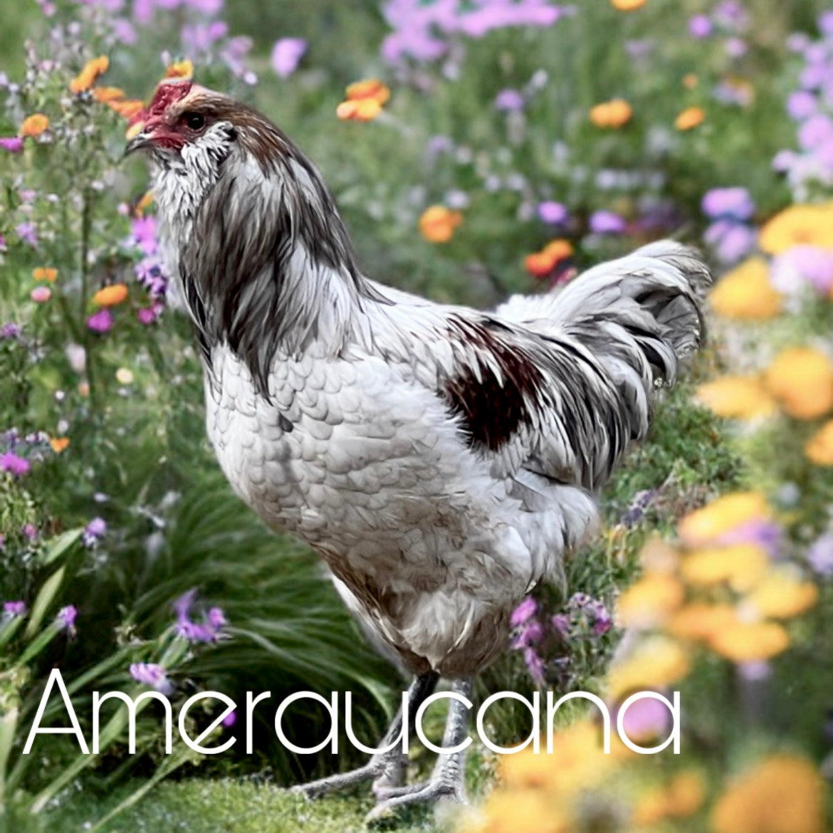 Ameraucana chicks (straightrun)