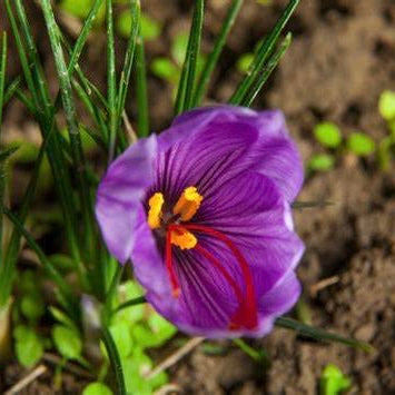 Canadian Saffron Spice