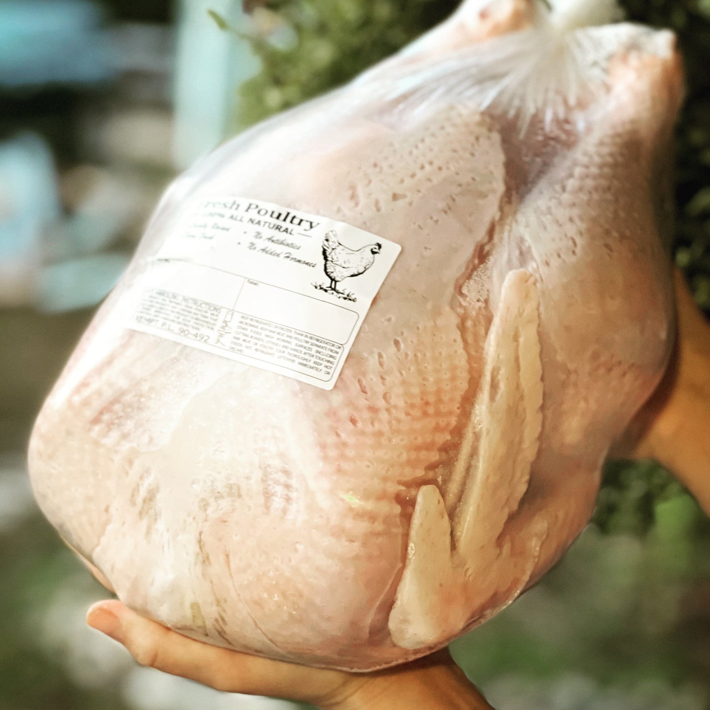 Ready to pick up Mini Classic white turkey poults - hatch date, July 15th