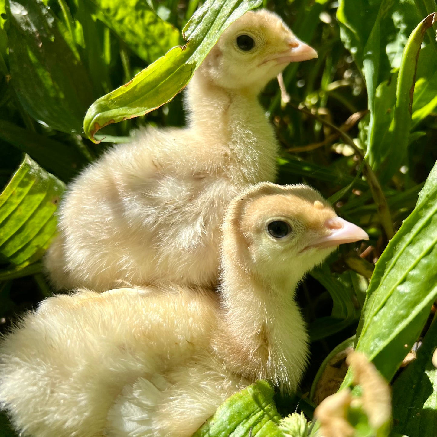 MiniClassic Turkey Poults - day old (straightrun)