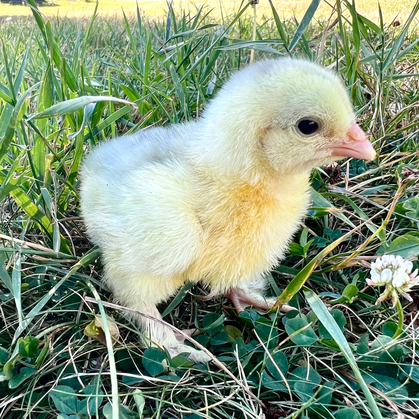 Brahma chicks (straightrun)