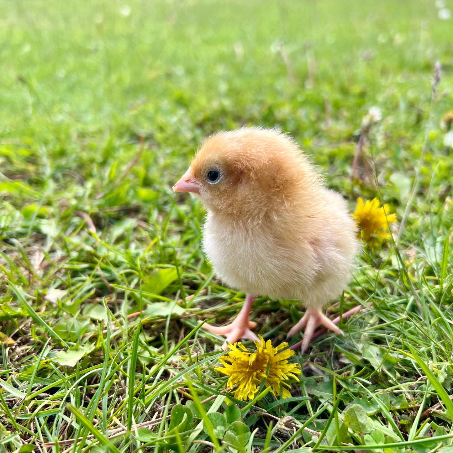 Buff Orpington day old chicks (straightrun)