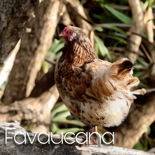Favaucana chicks - our easter eggers (straightrun)