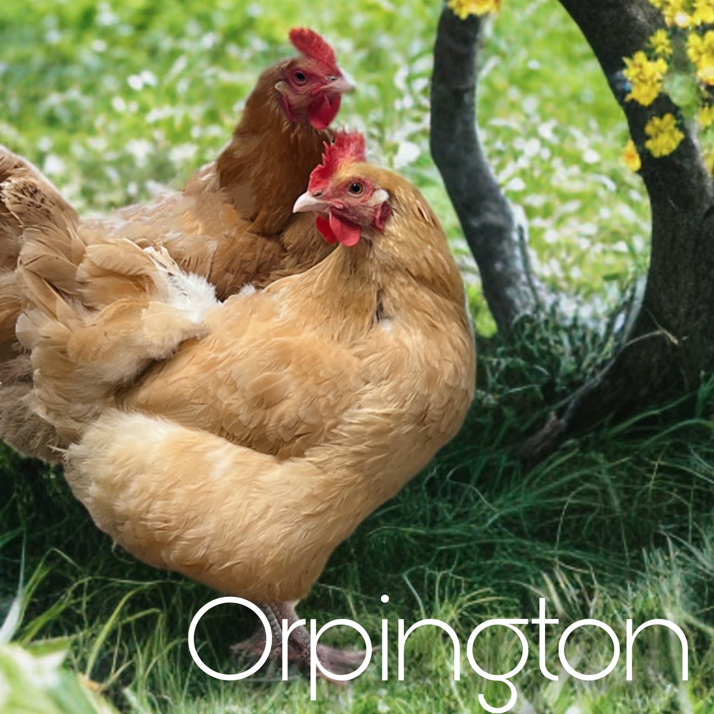 Buff Orpington day old chicks (straightrun)