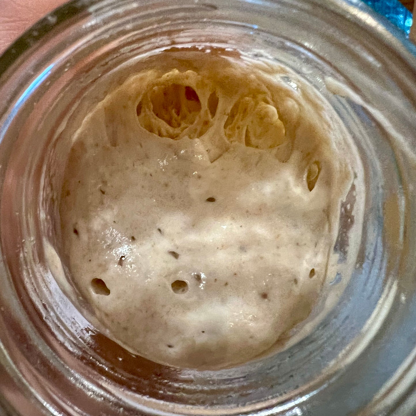 Tevah Flour Co. Sourdough starter